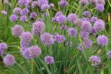 Allium spirale