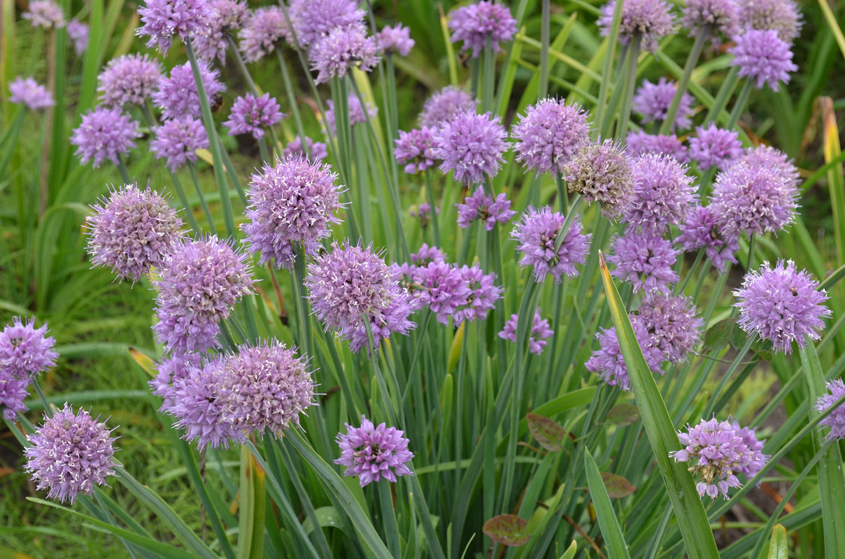 Image of Allium spirale specimen.