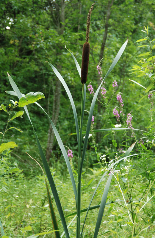 Изображение особи Typha latifolia.