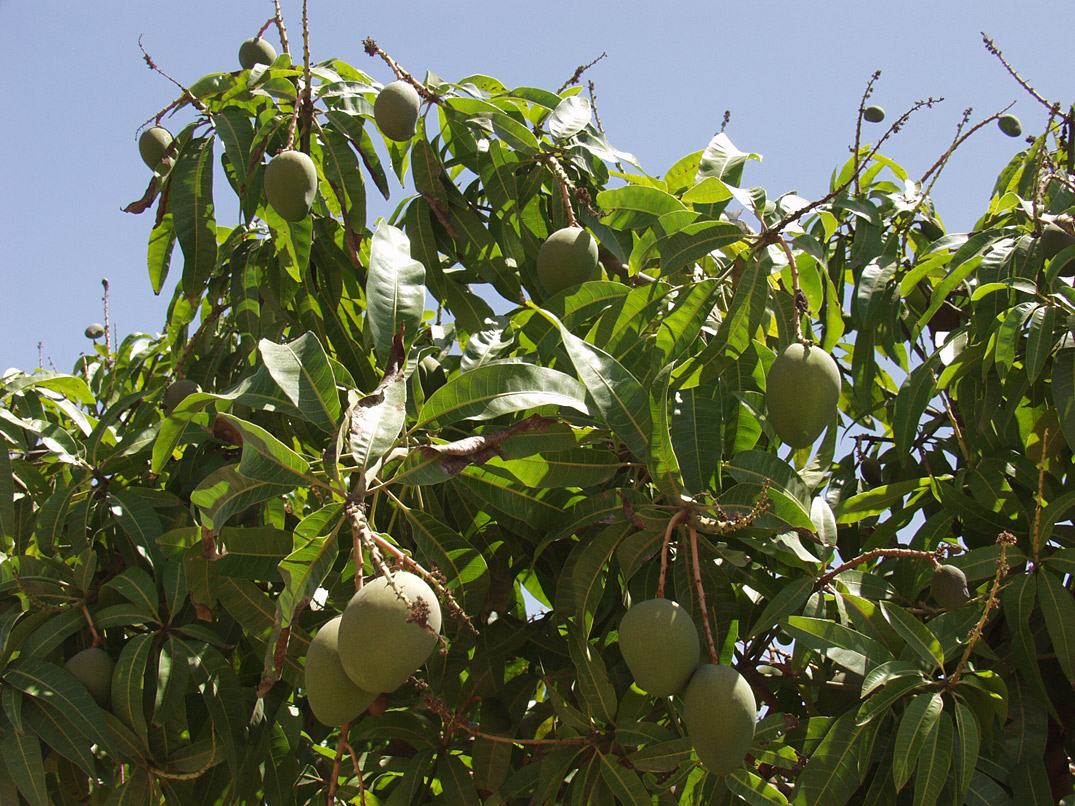 Image of Mangifera indica specimen.