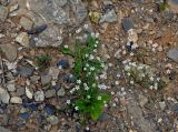 Gypsophila silenoides. Цветущие растения. Абхазия, Рицинский реликтовый национальный парк, долина р. Аджарра, ≈ 2000 м н.у.м., осыпающийся склон на берегу реки. 12.07.2017.