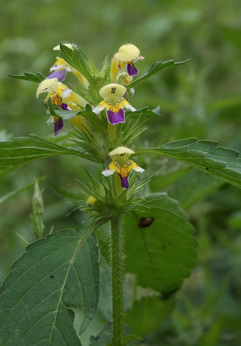 Image of Galeopsis speciosa specimen.