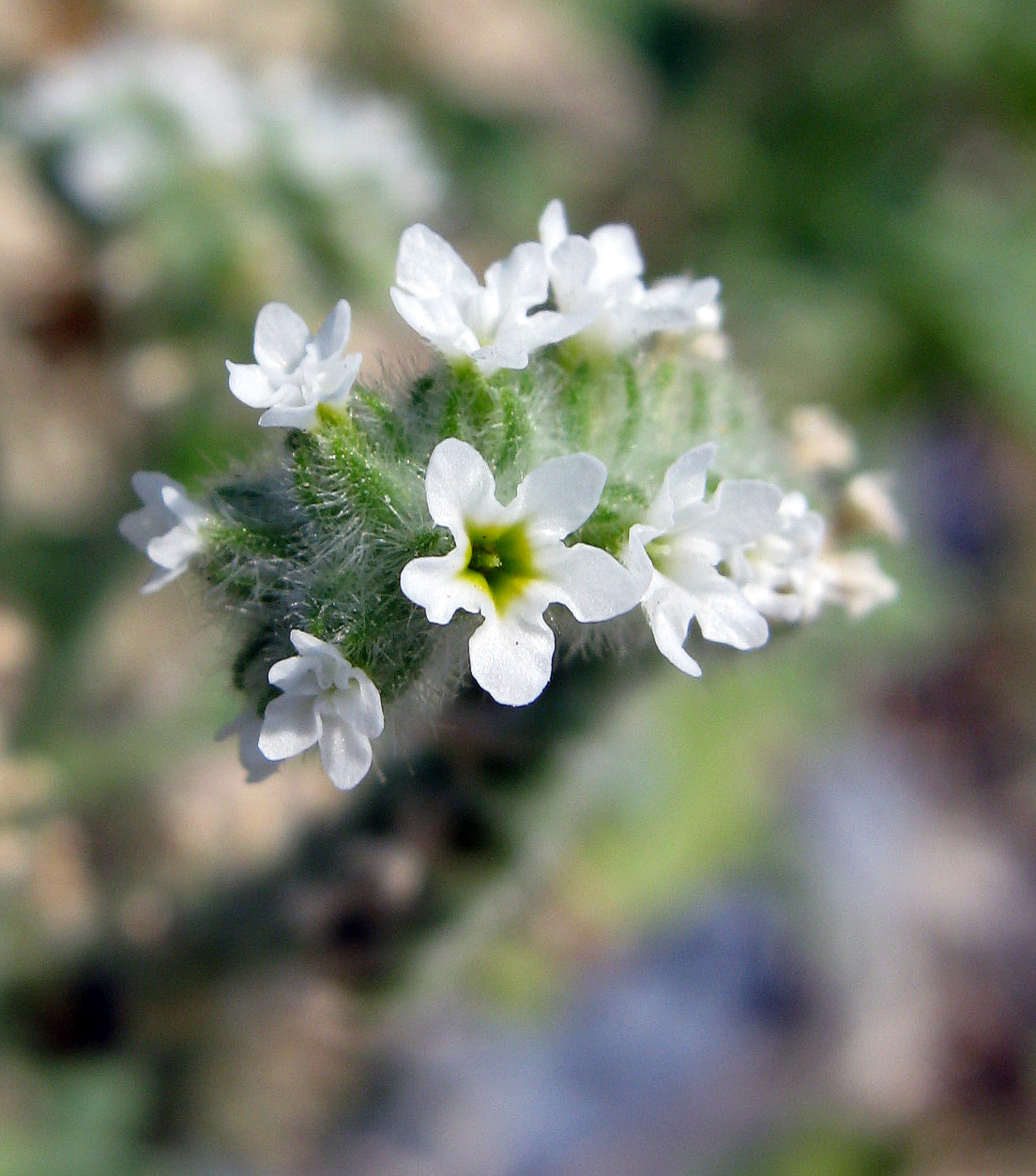 Изображение особи Heliotropium europaeum.