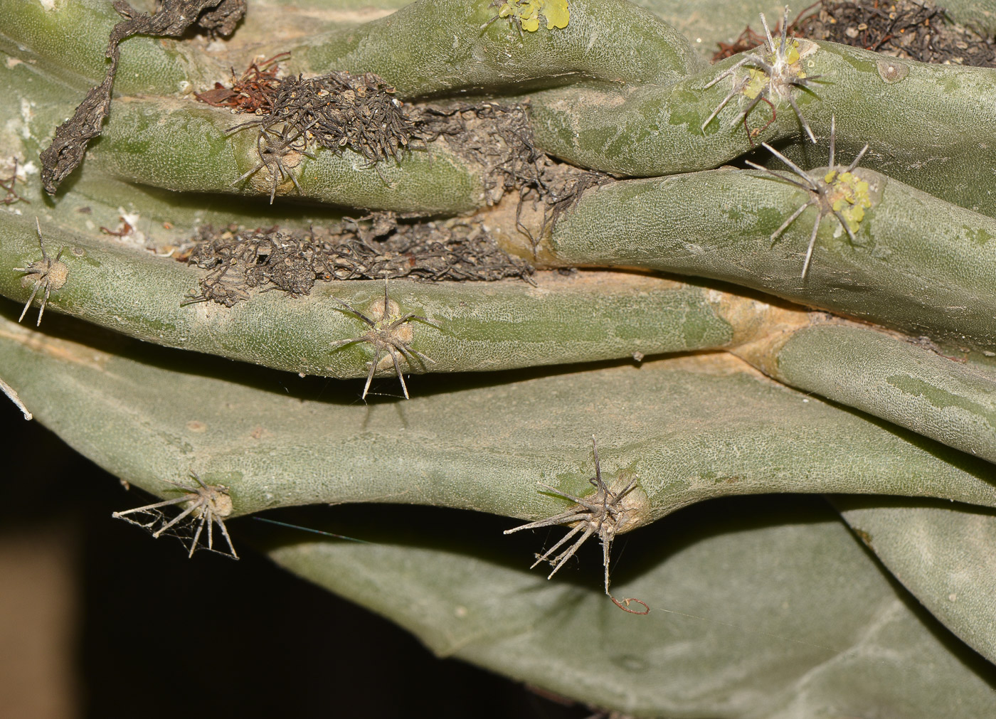 Изображение особи Cereus peruvianus var. monstrosus.