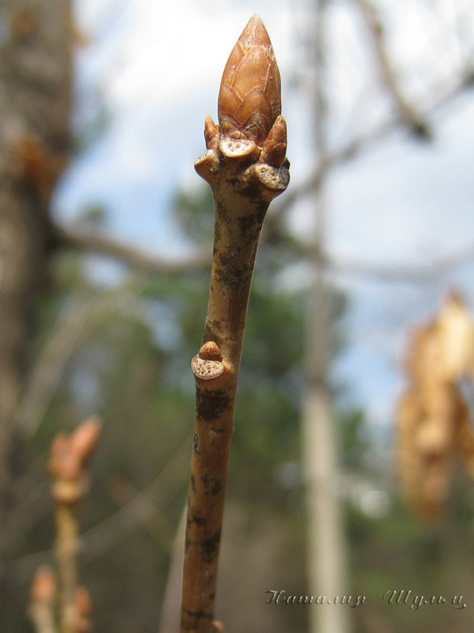 Image of Quercus mongolica specimen.