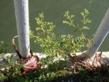 Potentilla supina. Расцветающее растение. Краснодарский край, г. Краснодар, на пешеходном мосту на Затоне. 12.05.2018.