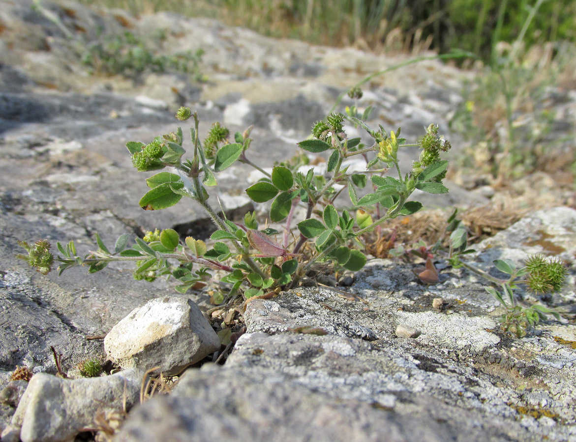 Изображение особи Medicago meyeri.