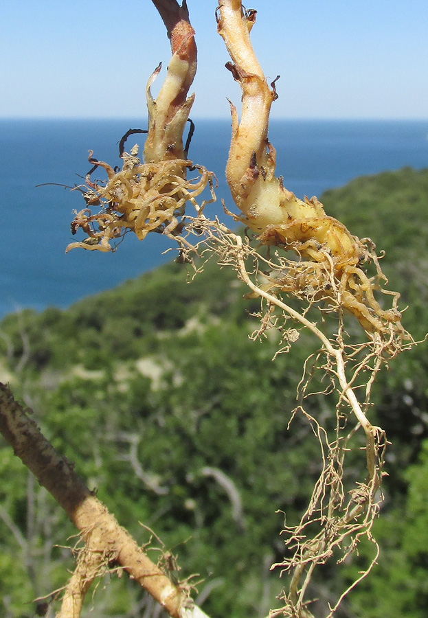 Image of Phelipanche gussoneana var. zosimae specimen.