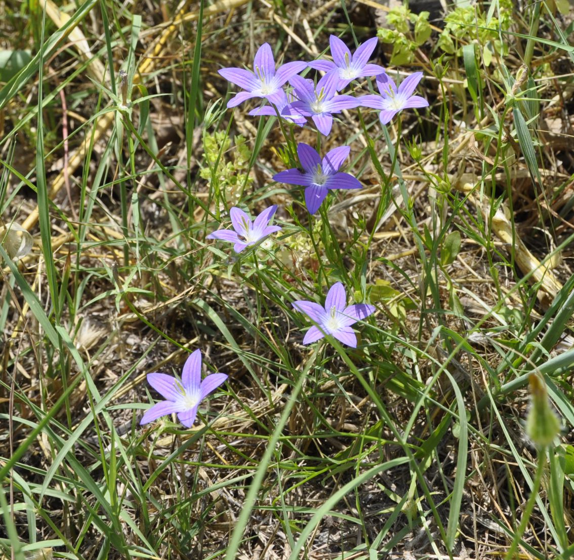 Изображение особи Campanula phrygia.