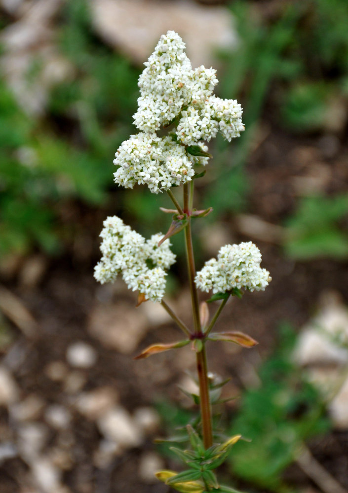 Изображение особи Galium boreale.