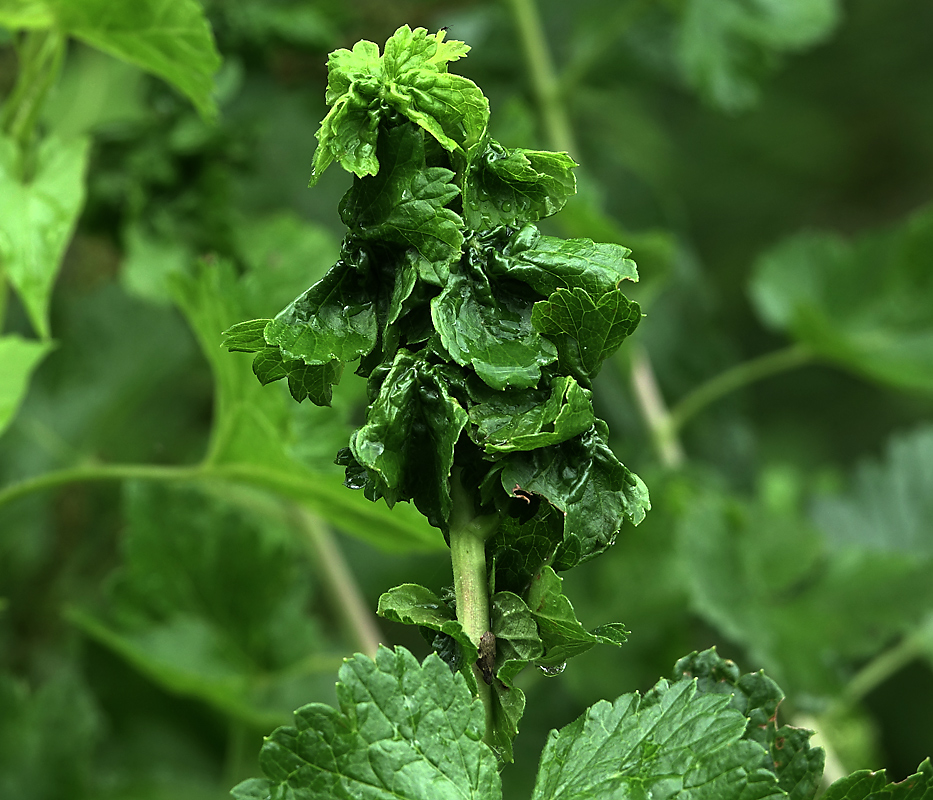 Image of Ribes × nidigrolaria specimen.
