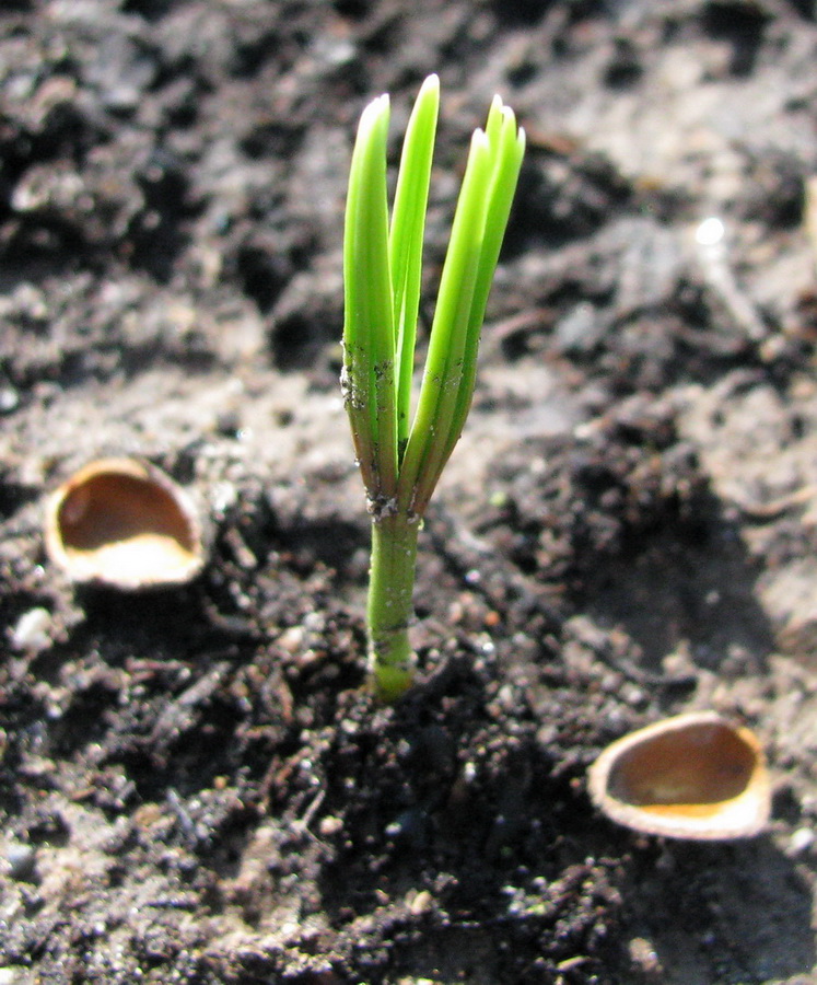 Изображение особи Pinus sibirica.