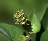 Lonicera caprifolium