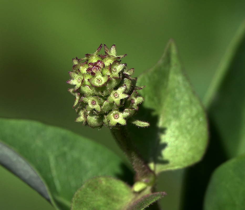 Изображение особи Lonicera caprifolium.