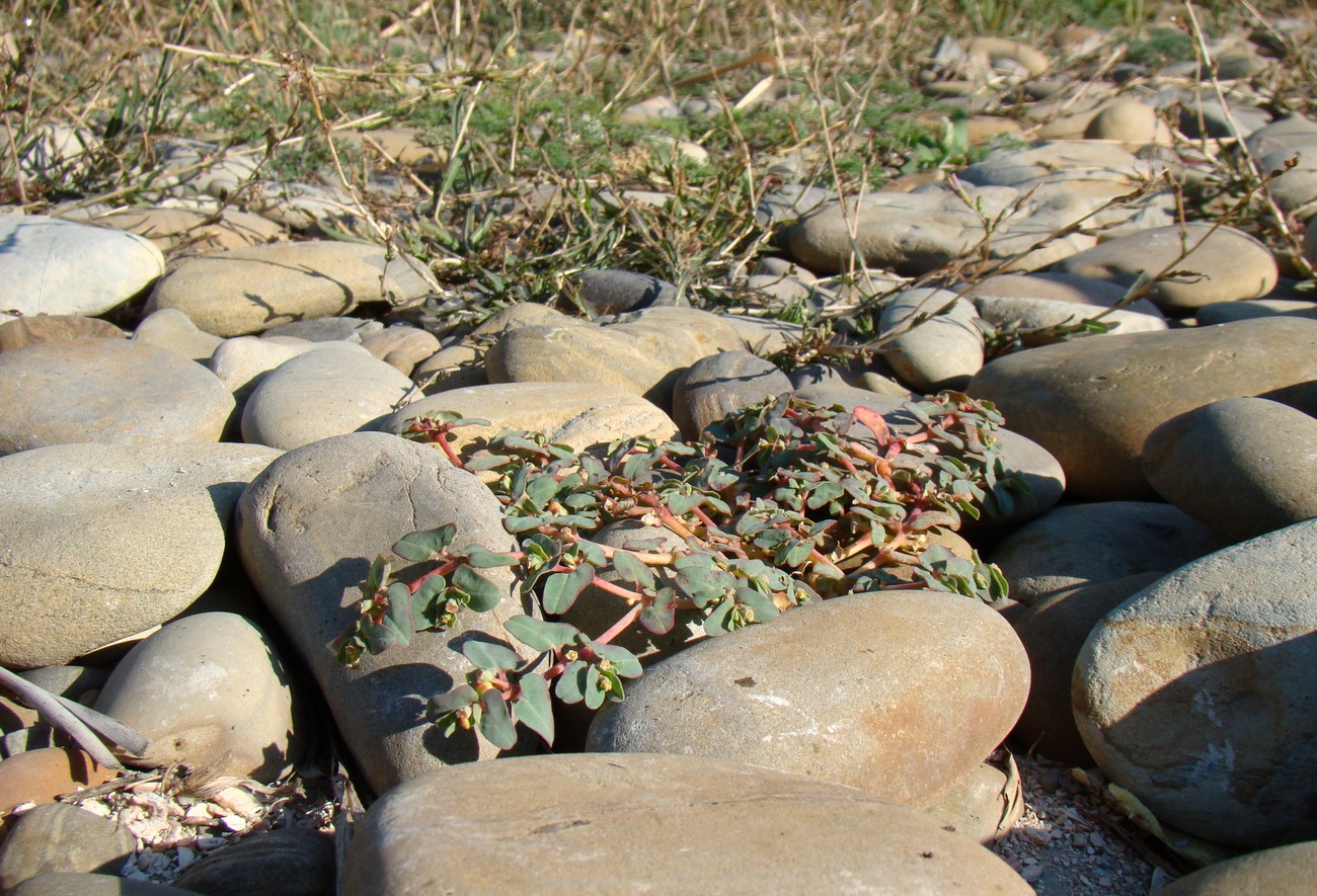 Image of Euphorbia peplis specimen.