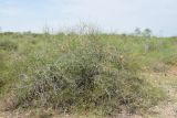 Calligonum microcarpum