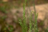 Calluna vulgaris. Верхняя часть растения в фазе бутонизации. Тверская обл., Торопецкий р-н, окр. дер. Стрежино, окраина урочища Заозерье, обочина дороги в сосняке на песках. 07.08.2018.