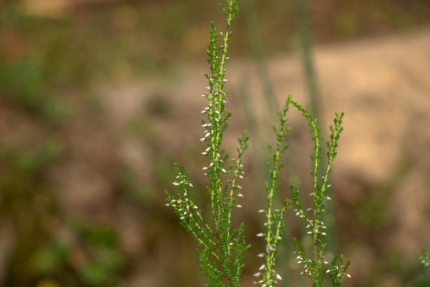 Image of Calluna vulgaris specimen.