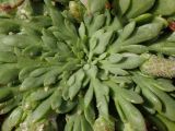 Plantago weldenii