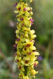 Image of taxon representative. Author is Мария Новикова