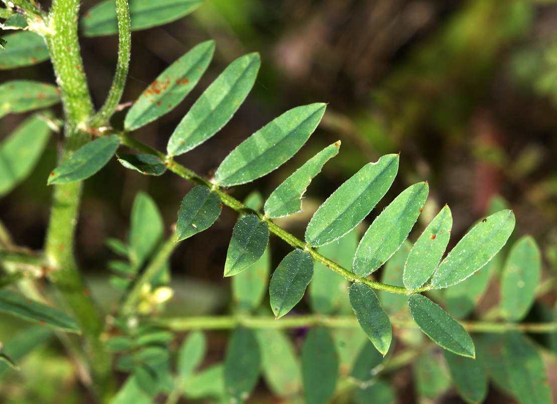 Изображение особи Astragalus davuricus.