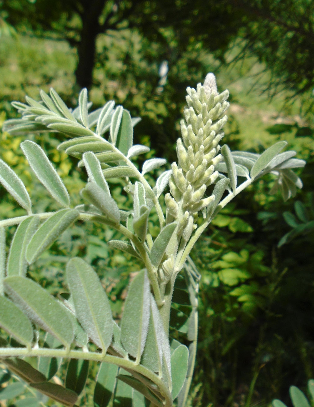 Image of Goebelia pachycarpa specimen.