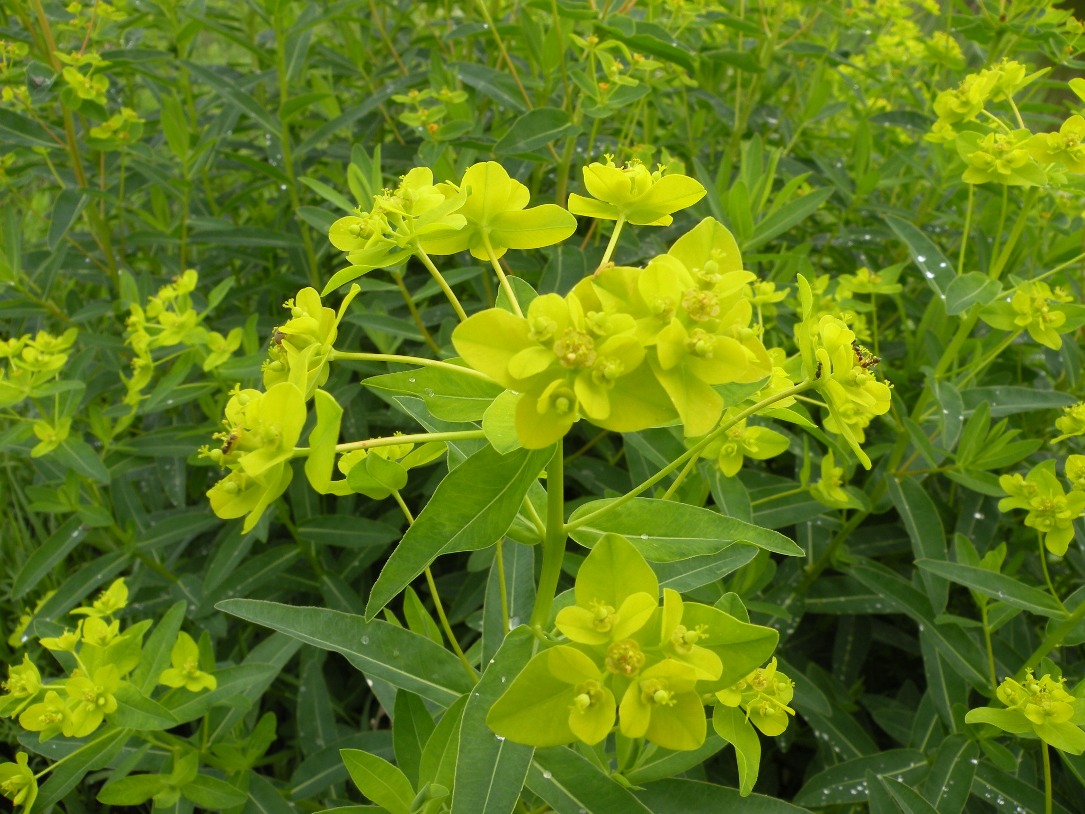 Изображение особи Euphorbia semivillosa.