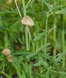 Malva moschata