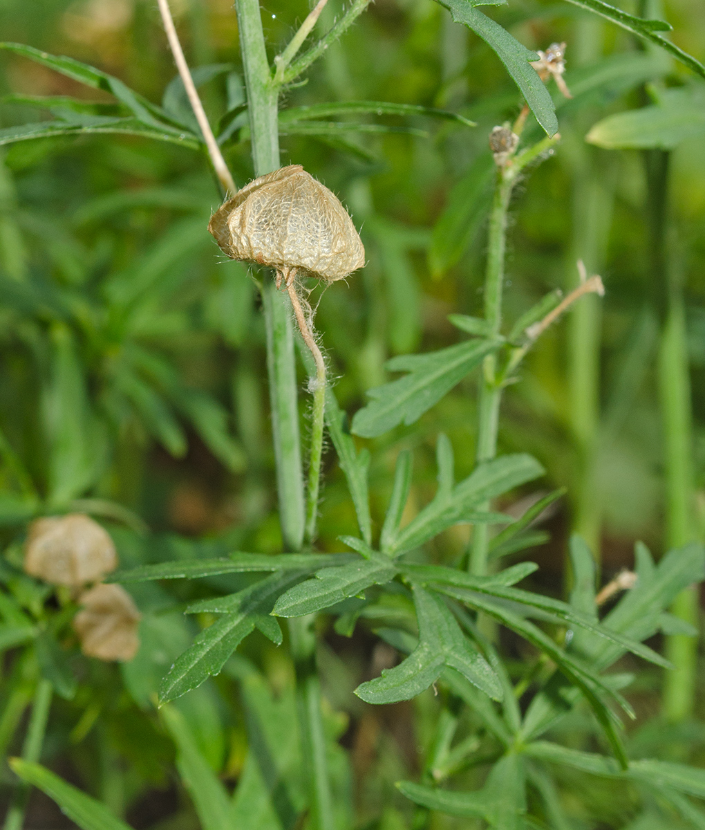 Image of Malva moschata specimen.
