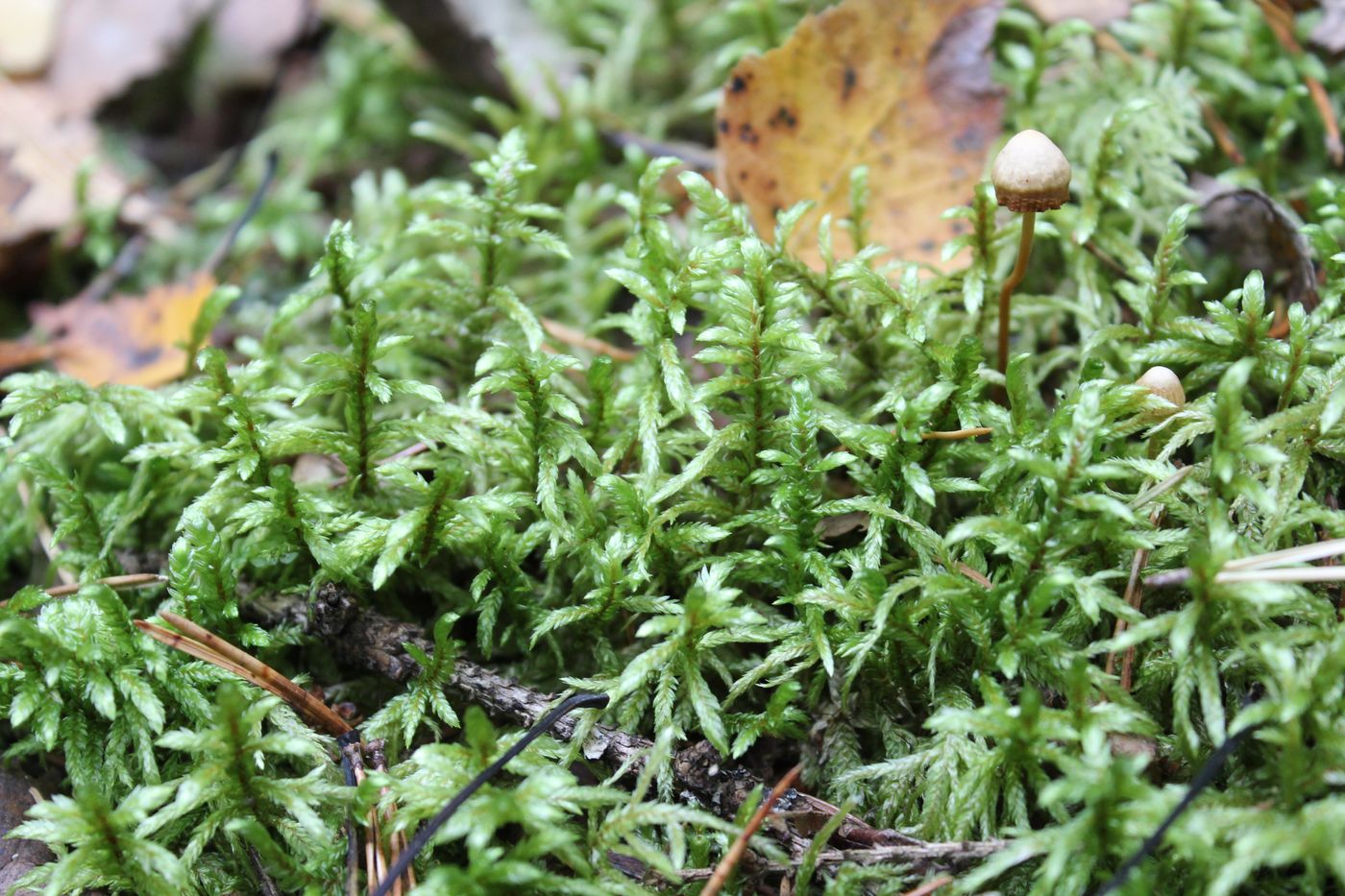 Image of Pleurozium schreberi specimen.