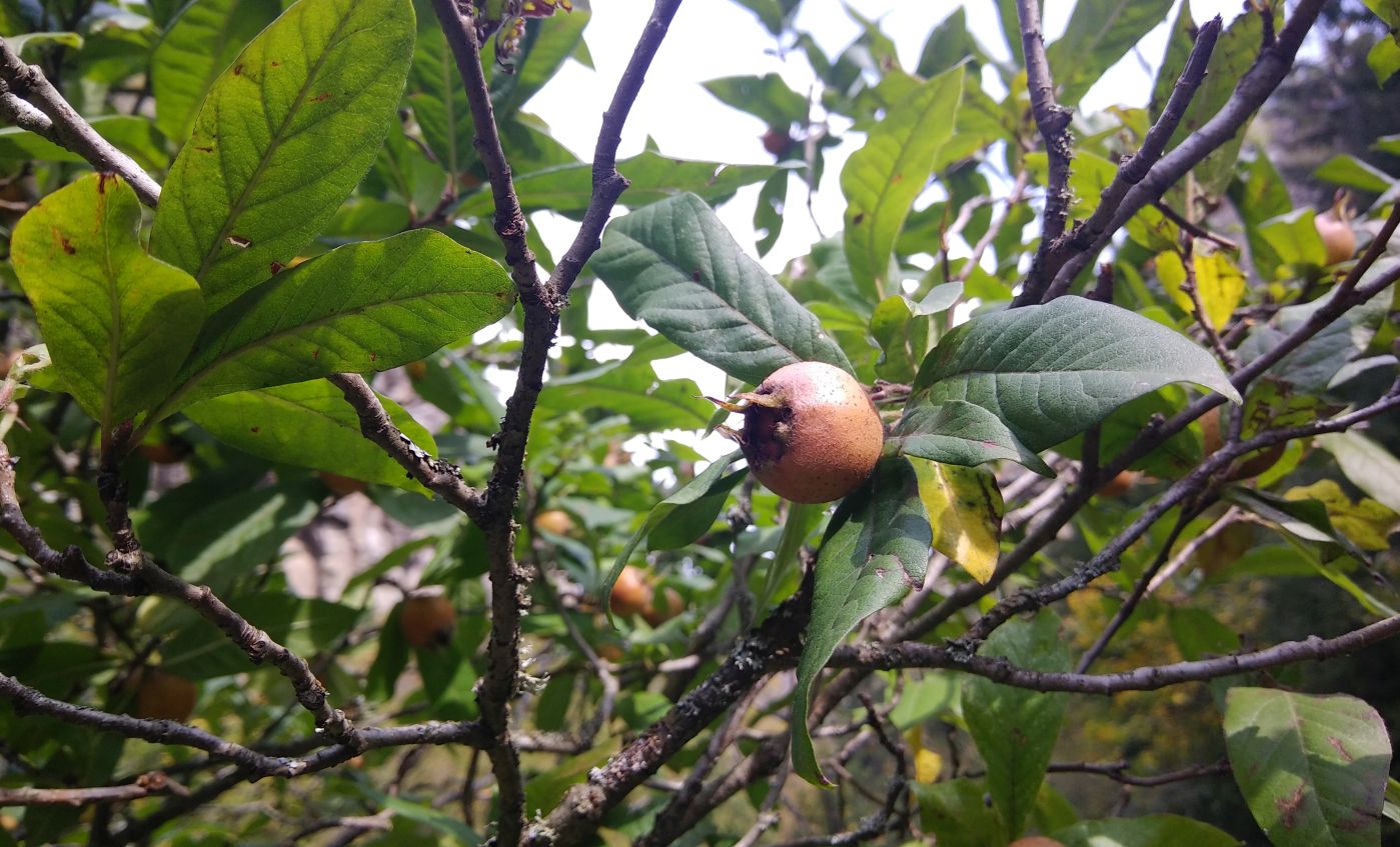 Image of Mespilus germanica specimen.