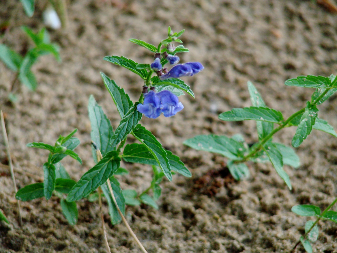 Изображение особи Scutellaria scordiifolia.