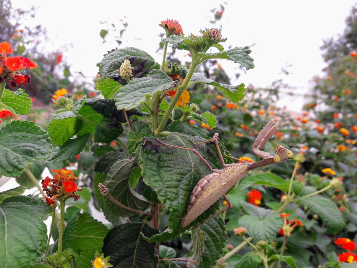 Image of Lantana camara specimen.