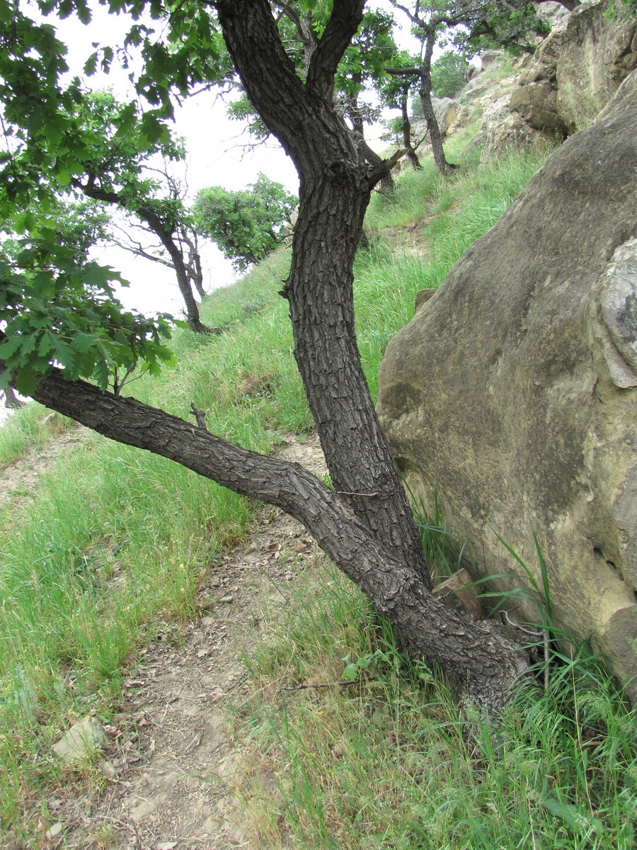 Изображение особи Quercus pubescens.