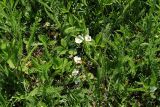 Fragaria moschata