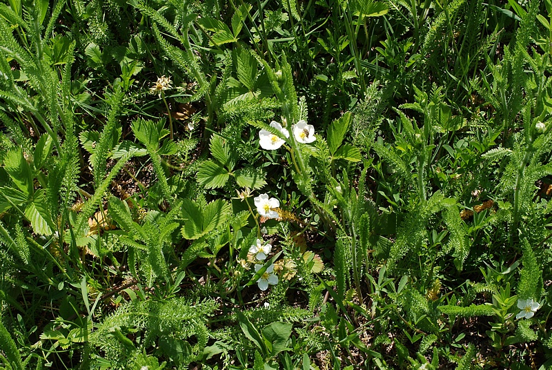 Изображение особи Fragaria moschata.