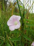 Calystegia dahurica