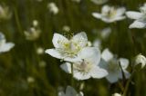 Parnassia palustris