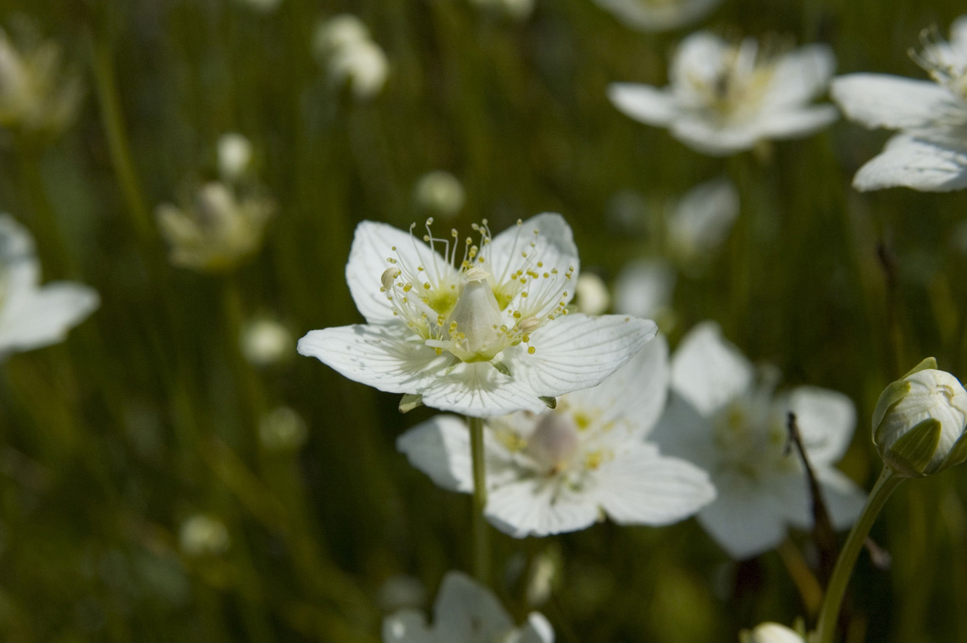 Изображение особи Parnassia palustris.