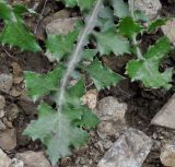 genus Sonchus