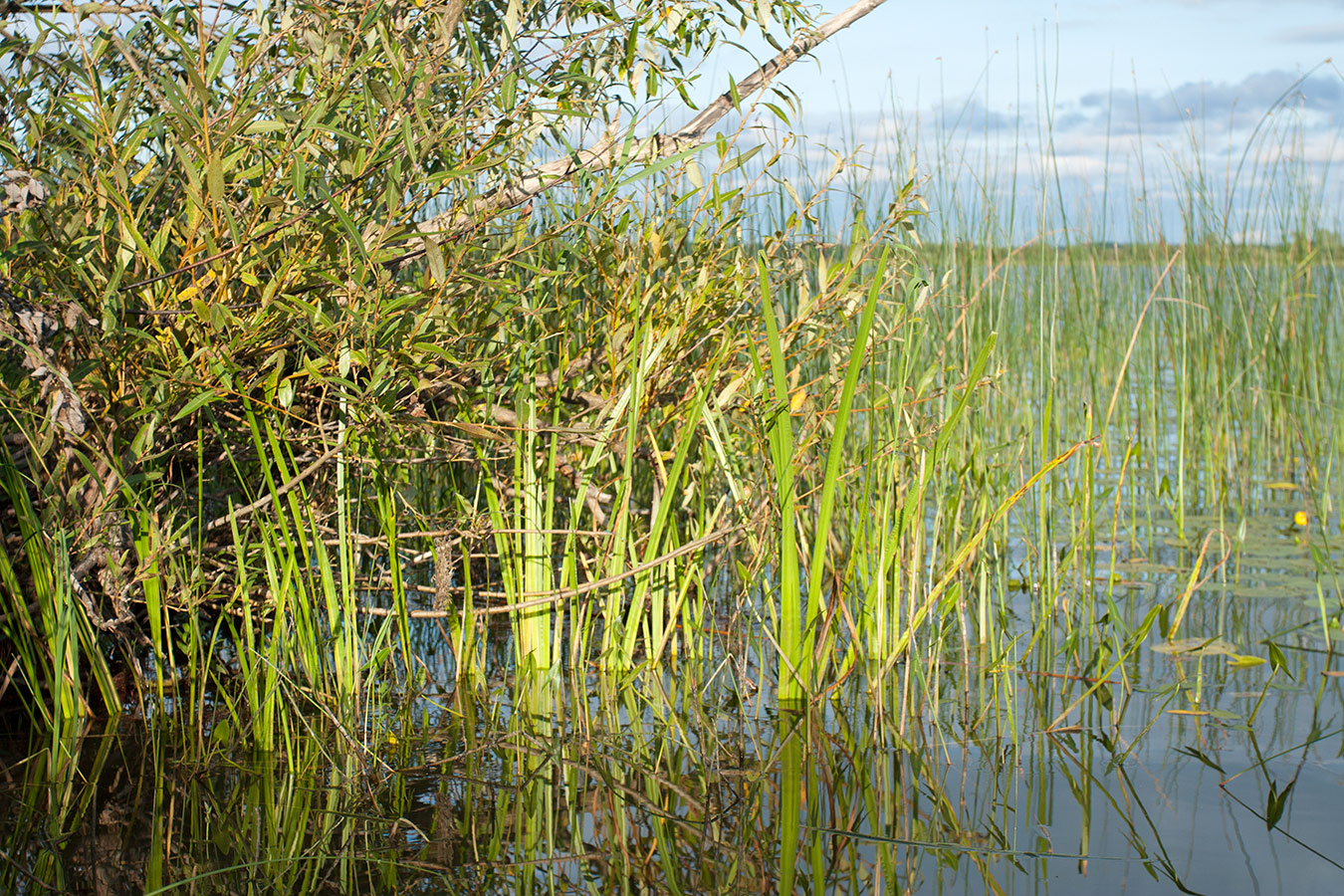 Изображение особи Acorus calamus.