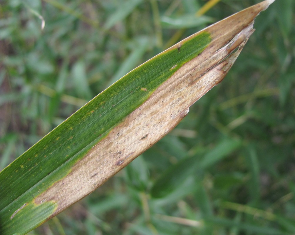 Изображение особи Pseudosasa japonica.