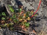 Artemisia arctica subspecies ehrendorferi. Нижняя часть плодоносящего растения с листьями частично в осенней окраске. Магаданская обл., окр. г. Магадан, побережье бухты Нагаева, Морпортовская сопка, курумник. 03.09.2018.