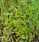 Anagallis foemina