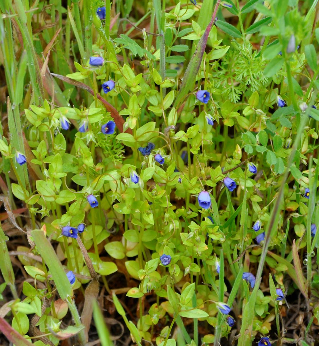 Изображение особи Anagallis foemina.