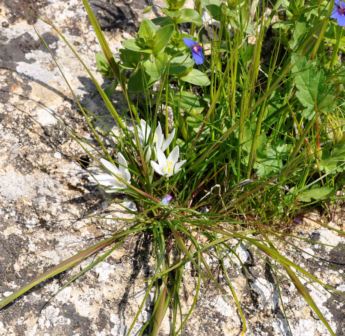 Image of Ornithogalum trichophyllum specimen.