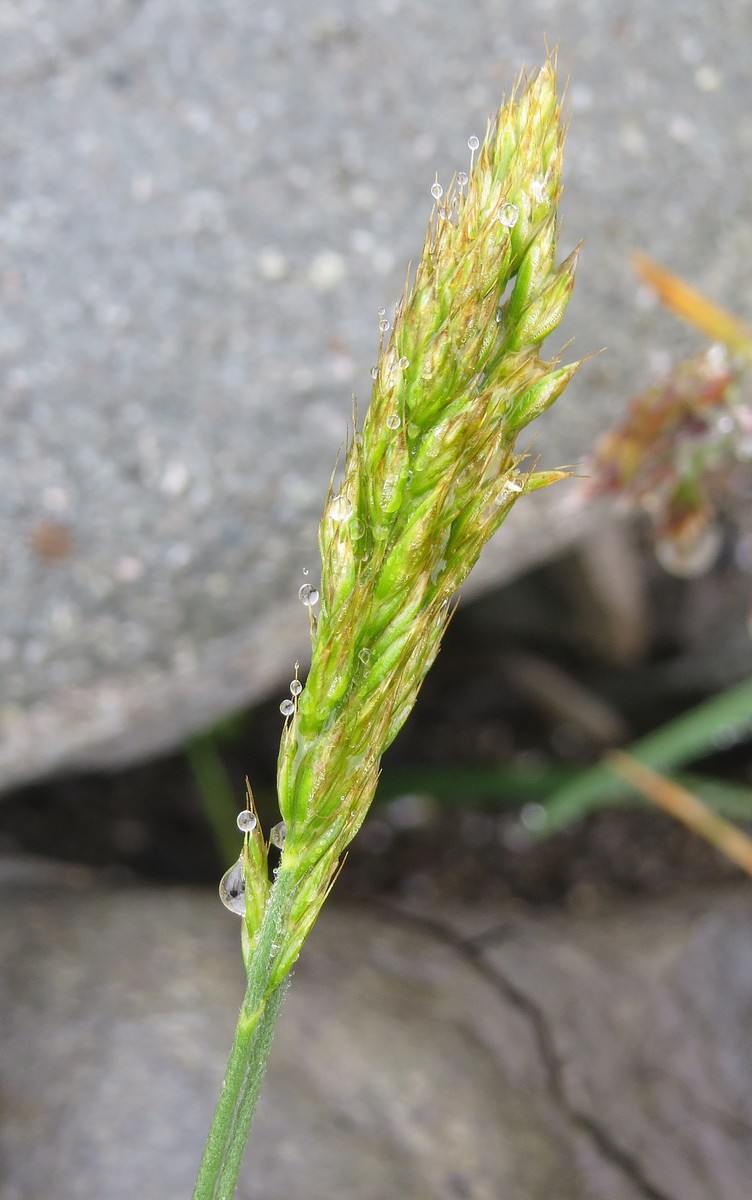 Изображение особи Trisetum spicatum.