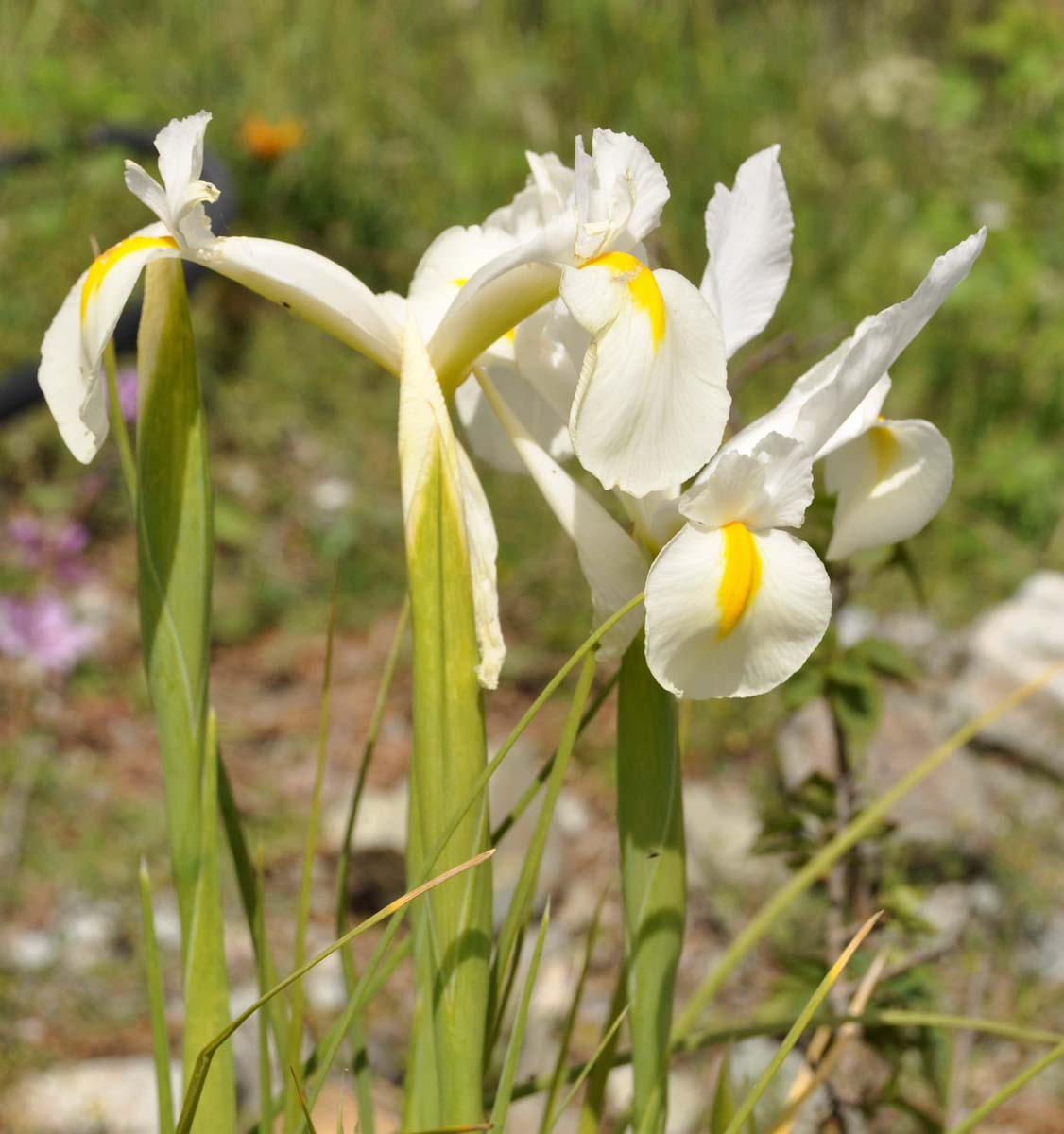 Image of Iris &times; hollandica specimen.