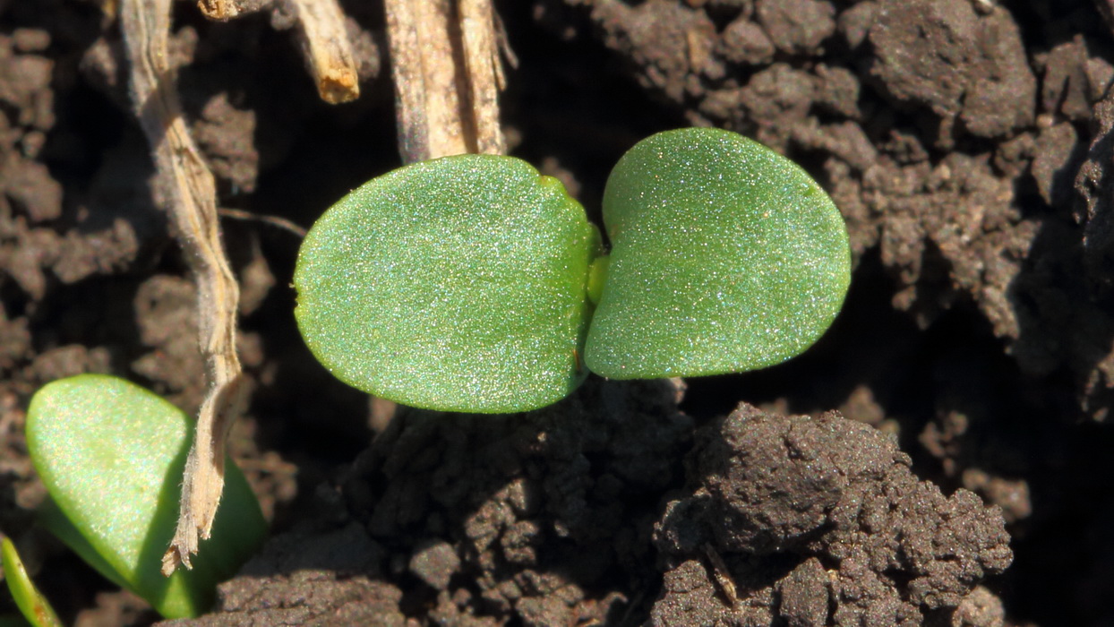 Image of Linum humile specimen.