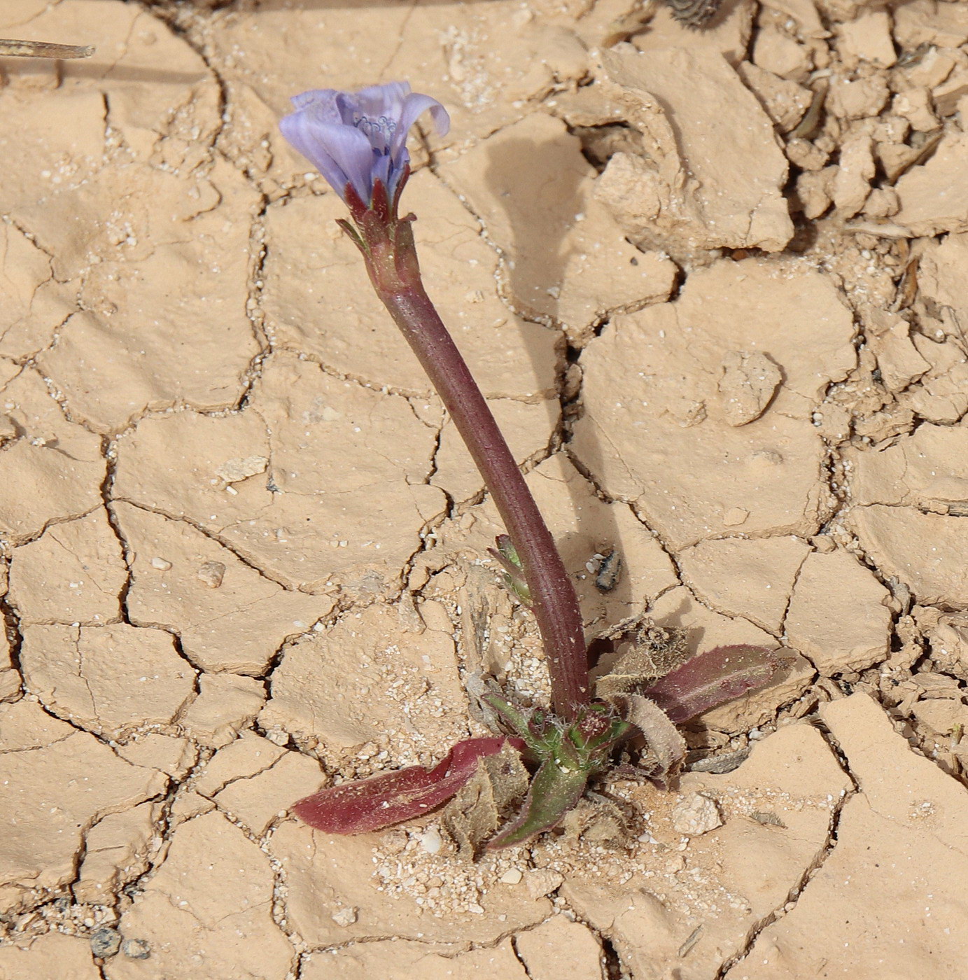 Image of Cichorium endivia specimen.